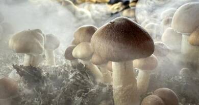 Champignons hallucinogènes : la psilocybine est utile contre l'alcool et la dépression