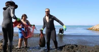 Face à une algue brune invasive, l'Algérie nettoie ses plages