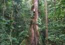Average size of trees in Amazon has increased as CO₂ levels rise