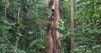 Average size of trees in Amazon has increased as CO₂ levels rise