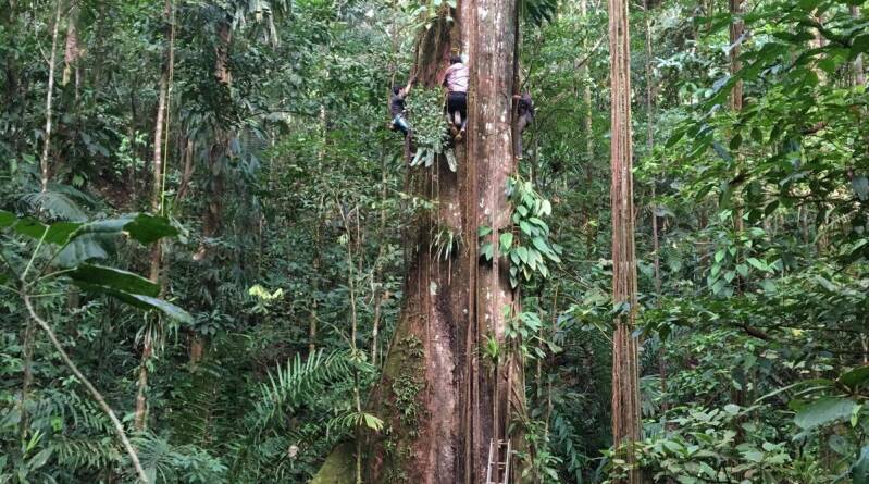 Average size of trees in Amazon has increased as CO₂ levels rise