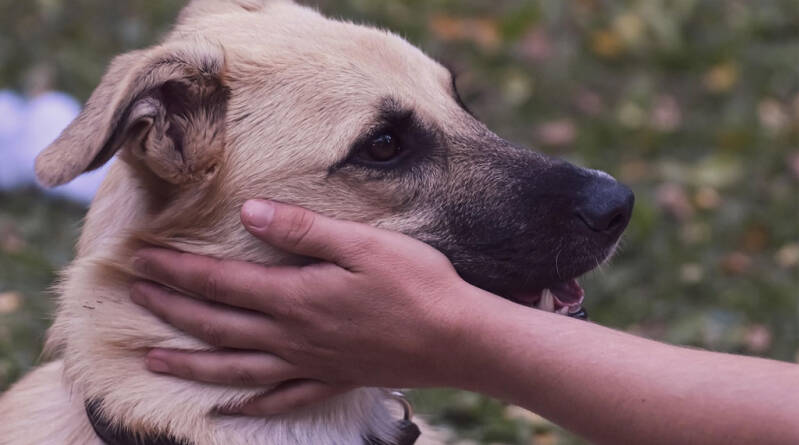Bientraitance animale : des ressources pour les enseignants et un appel à projets pour les établissements