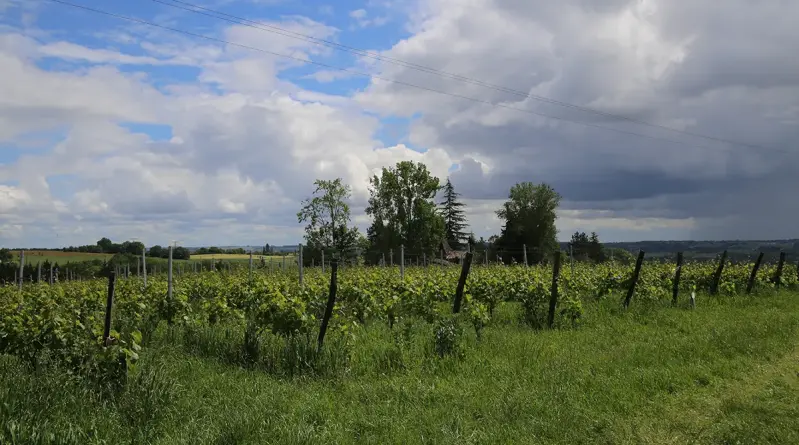 Innovation viticole : Berticot lance un nouveau vignoble expérimental