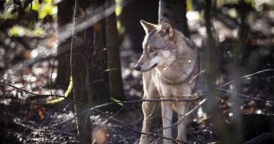 Le Valais peut abattre entièrement les meutes de loups du Simplon et du Chablais