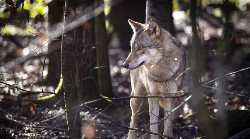 Le Valais peut abattre entièrement les meutes de loups du Simplon et du Chablais