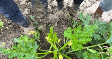 "On a eu l'équivalent de deux à trois mois de pluie en une semaine" : quelles conséquences sur les cultures après les intempéries