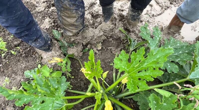"On a eu l'équivalent de deux à trois mois de pluie en une semaine" : quelles conséquences sur les cultures après les intempéries