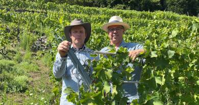 Oublié au point de ne plus avoir de nom, le fuliaco ressuscite en Valais dans le vignoble de Fully - Le Temps