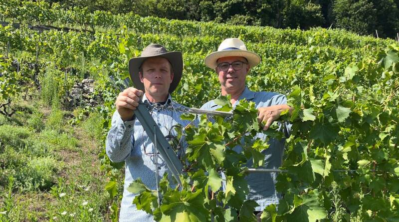 Oublié au point de ne plus avoir de nom, le fuliaco ressuscite en Valais dans le vignoble de Fully - Le Temps