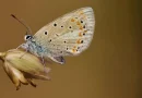 This tiny butterfly has the most chromosomes of any animal on Earth