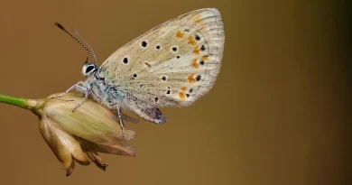 This tiny butterfly has the most chromosomes of any animal on Earth