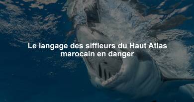 Le langage des siffleurs du Haut Atlas marocain en danger
