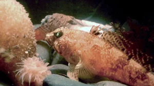 Des communautés géométriques de nids de poissons découvertes dans les eaux profondes de l'Antarctique