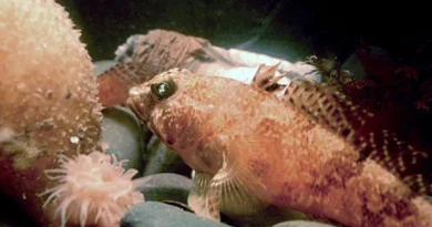 Des communautés géométriques de nids de poissons découvertes dans les eaux profondes de l'Antarctique