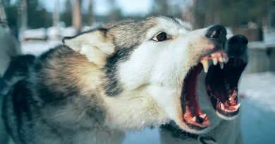 Un homme meurt après avoir été mordu par des chiens dans un incident tragique.