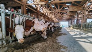 Jean-Baptiste Kaiser : le service de remplacement des agriculteurs recherche des remplaçants