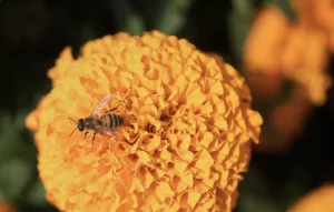 La tempête Benjamin s’éloigne, les vigilances orange levées
