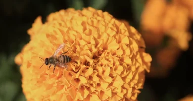 La tempête Benjamin s’éloigne, les vigilances orange levées