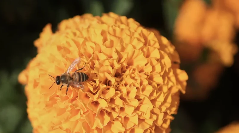 La tempête Benjamin s’éloigne, les vigilances orange levées