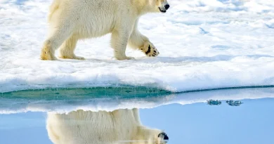Un musée du Puy-de-Dôme célèbre Samonios, l’Halloween gaulois