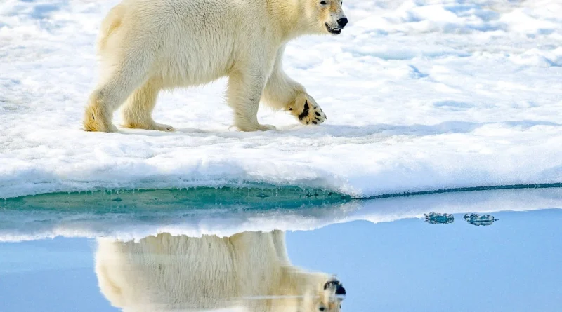 Un musée du Puy-de-Dôme célèbre Samonios, l’Halloween gaulois