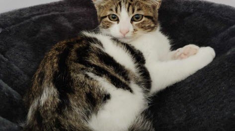 Photo fournie par la SPA