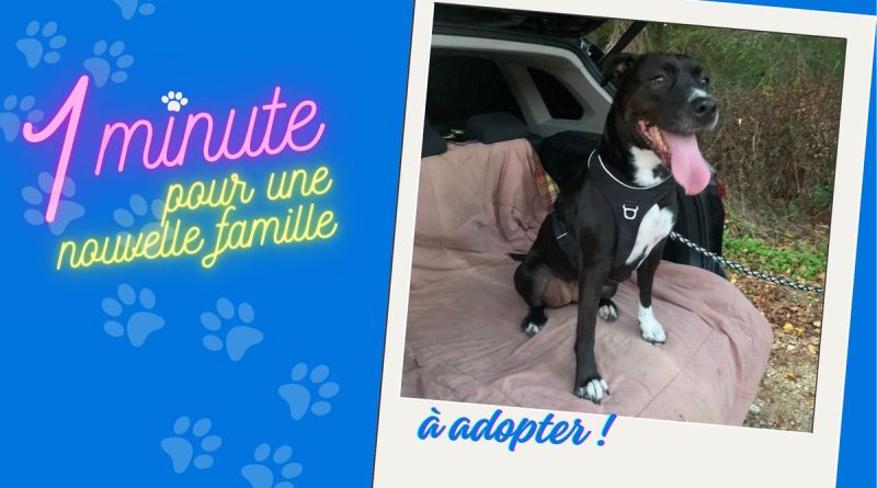 Nyara, petite princesse croisée Staffordshire Terrier, disponible à l'adoption à la SPA de Vesoul en Haute-Saône - ici