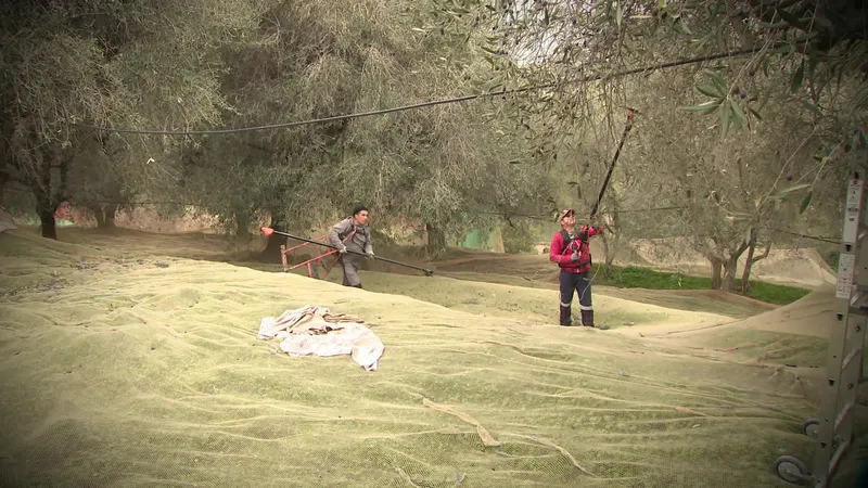 En 2024, la récolte d'olives à la Trinité battait son plein.