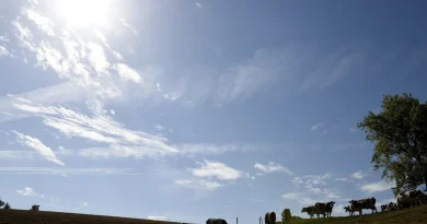 Dermatose : la France suspend 15 jours ses exportations de bovins, la FNSEA s’y oppose