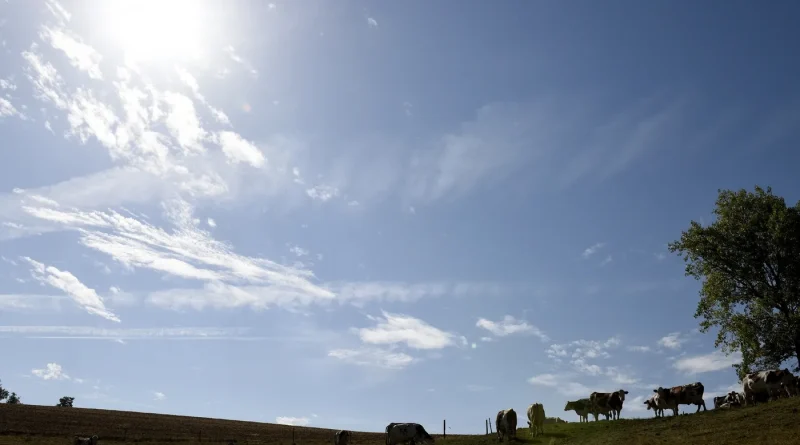 Dermatose : la France suspend 15 jours ses exportations de bovins, la FNSEA s’y oppose
