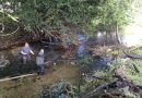 Des pêcheurs du Calvados nettoient des rivières pour favoriser la reproduction des salmonidés.