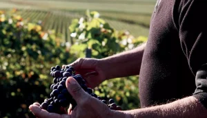 Découvrez ce champagne apprécié par les amateurs de pinot noir
