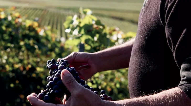 Découvrez ce champagne apprécié par les amateurs de pinot noir
