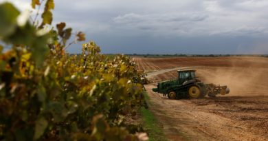 A la peine, les viticulteurs californiens abandonnent leurs vignes