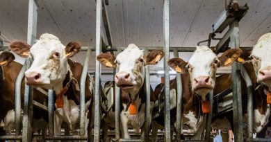 Agriculture. Dermatose nodulaire : la France suspend pour 15 jours ses exportations de bovins