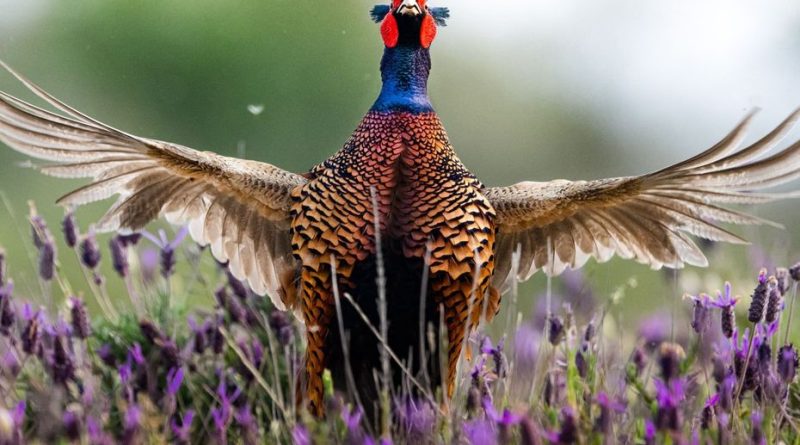 Alerte à la grippe aviaire, un foyer détecté dans un élevage de faisans et de perdrix dans le Pas-de-Calais
