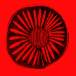 Annonce de la deuxième sélection pour le Prix Médicis 2025