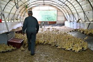 Après le premier cas de grippe aviaire détecté dans le Pas-de-Calais, des mesures sanitaires renforcées