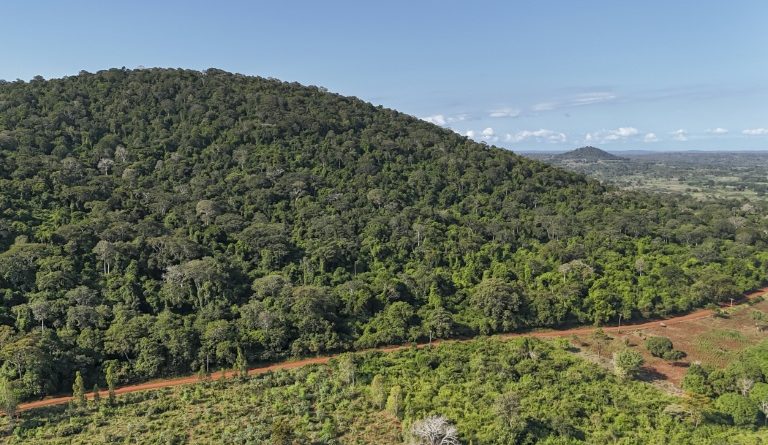 Au Kenya, cinq petits villages et une forêt au cœur de la course mondiale aux terres rares