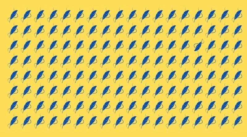 Repérez les deux plumes différentes en 18 secondes