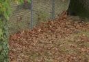 Automne sec : un risque accru d'incendies de forêt au Michigan