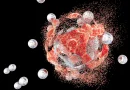 Bacteria hidden inside tumors could help beat cancer