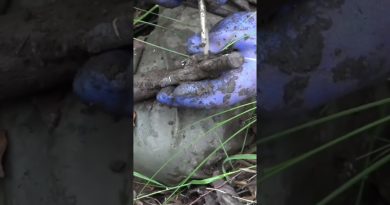 Buried since WWII, untouched by time. This discovery is unbelievable
