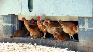 "C'est un crève-cœur d'enfermer nos volailles" : en Touraine, les éleveurs se protègent contre la grippe aviaire - ici