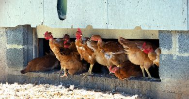"C'est un crève-cœur d'enfermer nos volailles" : en Touraine, les éleveurs se protègent contre la grippe aviaire - ici