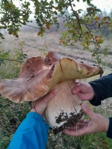 « C’est un peu le trophée ! » Un cèpe de plus 1,7 kg a été trouvé dans le Médoc