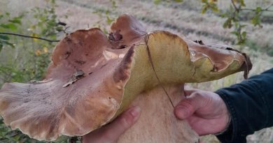 « C’est un peu le trophée ! » Un cèpe de plus 1,7 kg a été trouvé dans le Médoc