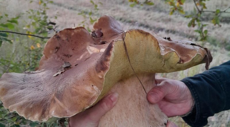 « C’est un peu le trophée ! » Un cèpe de plus 1,7 kg a été trouvé dans le Médoc
