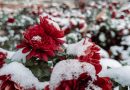 Cette plante vivace est parfaite à planter en octobre dans le jardin, elle résiste au froid de l'automne