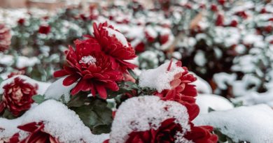 Cette plante vivace est parfaite à planter en octobre dans le jardin, elle résiste au froid de l'automne